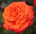 oranžová růže